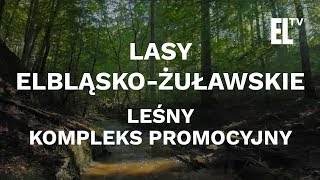 Lasy Elbląsko-Żuławskie - Leśny Kompleks Promocyjny