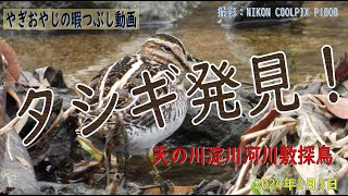 天の川で「タシギ」発見！【天の川淀川河川敷探鳥】