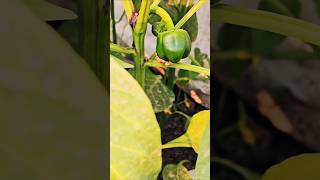 Bell Peppers in my rooftop garden / болгарском перце / Capsicum / ক্যাপসিকাম / शिमलामिर्च