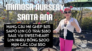 Cô Hồng Vườn Mimosa Nursery Santa Ana Đang Sale Vải Mận Ổi Sapô Và Xoài Các Loại tt886