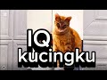 KUCINGku IQ..nya Tinggi #kucing #kesayangan #setia