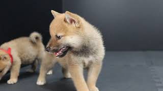 柴犬沙羅ちゃん7月8日生まれ