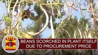 Beans scorched in plant itself due to less procurement price | Thanthi TV