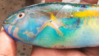 கடல் மீன் வகைகள் மற்றும் அதன் சிறப்புகள்  (part 2) || sea fish types and its special