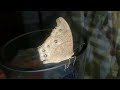 BROWN BUTERFLY /MELJEN MOVIDA VLOGS