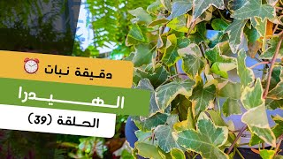 دقيقة نبات |٣٩| طرق العناية بنبات الهيدرا Hedera | care tips