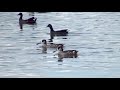 pink eared duck