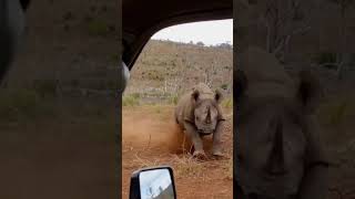 Angry rhino attacks his car