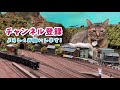 【助けて】カキちゃん･･･命の72時間が迫るなか無事保護しました 2021年5月26日ジオラマ食堂