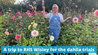 A trip to Wisley for a dahlia trials meeting