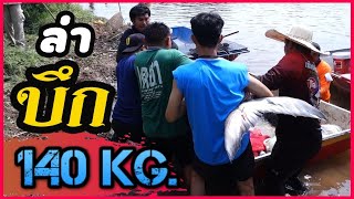 บึกใหญ่ไซต์ 140 KG. ใหญ่จริงจนต้องหาม 6 คน