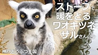 ストーブで暖をとるワオキツネザルさん【神戸どうぶつ王国】閉園前の冷え込む夕方ストーブの前に群がるキツネザルさんたち♨