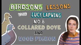 How to Identify Wood Pigeon and Collared Dove Song - Episode 8 of Birdsong Lessons with Lucy Lapwing