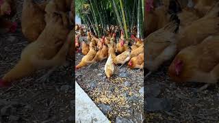 Chickens are happy when well fed #chickenfarming #organicchicken