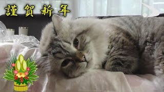 シベリア猫ミール君　第6弾　（平成29年1月13日公開） /Siberian cat vol.6 by akita pref.