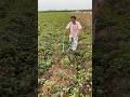 Rural life and harvesting potatoes from farmers #agriculture #satisfying #rural