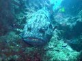 Scuba Diving Inhambane / Tofo in Mozambique