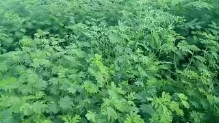 hedge lucerne grass || hedge Lucerne seeds || in Telugu