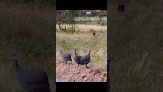 Beautiful Bird - Helmeted Guineafowl #birds