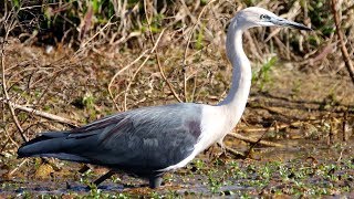 White necked Heron - Richmond Lowlands