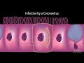 understanding the virus that causes covid 19 animation