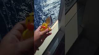 Duck Cruising oh yeah #found #ducks #CruiseShip