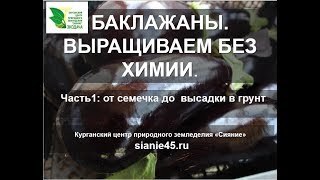 Выращивание баклажан без химии.Часть 1.    #баклажаны