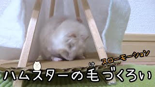 ハムスターの毛づくろい🐹Hamster hairdressing