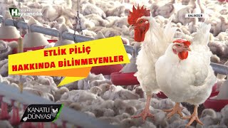 Kanatlı Dünyası | Etlik Piliç Hakkında Bilinmeyenler