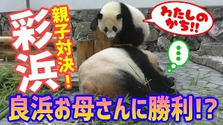 親子でバトル❗彩浜🐼🌈まさかの良浜🐼🌹お母さんに勝利❗❓ドタバタ親子対決の結末は… ジャイアントパンダ アドベンチャーワールド ぱんだふる動画 AnimalVideo  Giantpanda