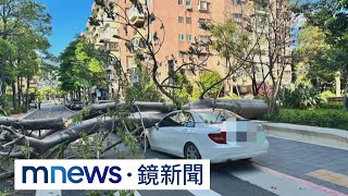 「樹癌」惹禍！近三層樓高行道樹　無風無雨突倒塌｜#鏡新聞