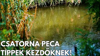 Az év utolsó amurjai, csatorna peca tippek kezdőknek!🐟 #fishing