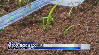 Ants on the rise in the Big Country: Tips to prevent them