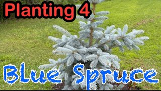 Planting 4 BLUE SPRUCE. We need more colour in the garden, so we decided to buy 4 blue spruce!