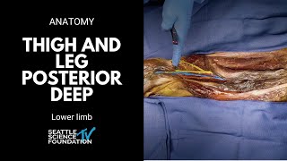 Lower limb: thigh and leg posterior deep