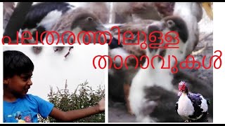 എൻറെ വീട്ടിലെ പലതരത്തിലുള്ള താറാവുകൾ l A variety of ducks in my house l By Pety Tech