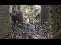 mazais erglis~anna is feeding her little eaglet~9 40 am 2023 06 14