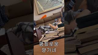 여동생에게 머리를 감겨달라고 하면 안되는 이유 #쇼츠 #shorts #현실남매