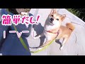 【柴犬 もみさん】楽しいリーダーウオーク・成犬の躾やり直し♡　shiba inu Ⅿomisan discipline