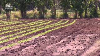 Finca Experimental de Santa Cruz, Guanacaste