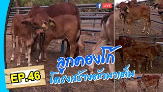 EP.46 : วัวบรามันลูกคองโก้ โครงสร้างตัวมาเต็ม By เจเคพนมแรนซ์