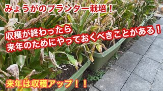 みょうがのプランター栽培！来年の収穫アップのためにやっておくべきこと！お礼肥と再生材で１年目の土が甦ります。