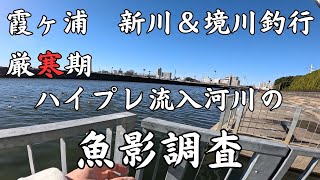 真冬の土浦新川＆境川で魚影調査【霞ヶ浦　おかっぱり　餌釣り】