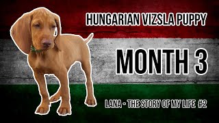 Hungarian Vizsla Puppy #2 (Month 3)