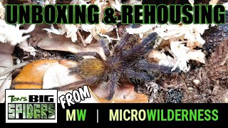 Unboxing Spiders from Micro Wilderness