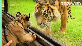 Cubs Meet Adult Tiger For The First Time  Tigers About The House  Bbc Earth