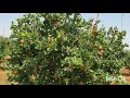 రైతన్నలకు సిరులు పండిస్తున్న దానిమ్మ సాగు most profitable pomegranate cultivation in india