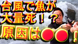 【村田基】台風の後は魚が大量に死ぬ！？意外な原因は●●だった！！