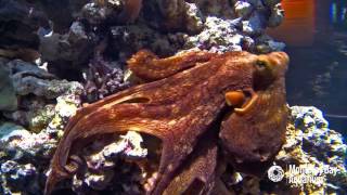 Day Octopuses are Masters of Camouflage!