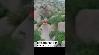 Leopard found in Drone Camera @ kolar Mountain #leopard #kolarmountain #dronecamera #drone